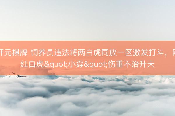 开元棋牌 饲养员违法将两白虎同放一区激发打斗，网红白虎"小孬"伤重不治升天